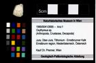 Foto (Objekt + Etikett) von Oxythyreus sp.  (NHMW-GEO-1990-0041-2695)
